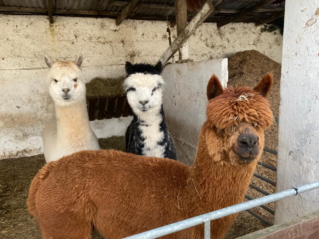 Alpacas-(1).jpg