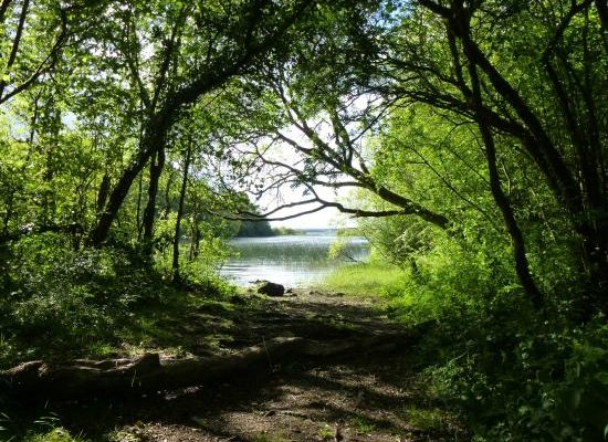 Portlick Millennium Forest