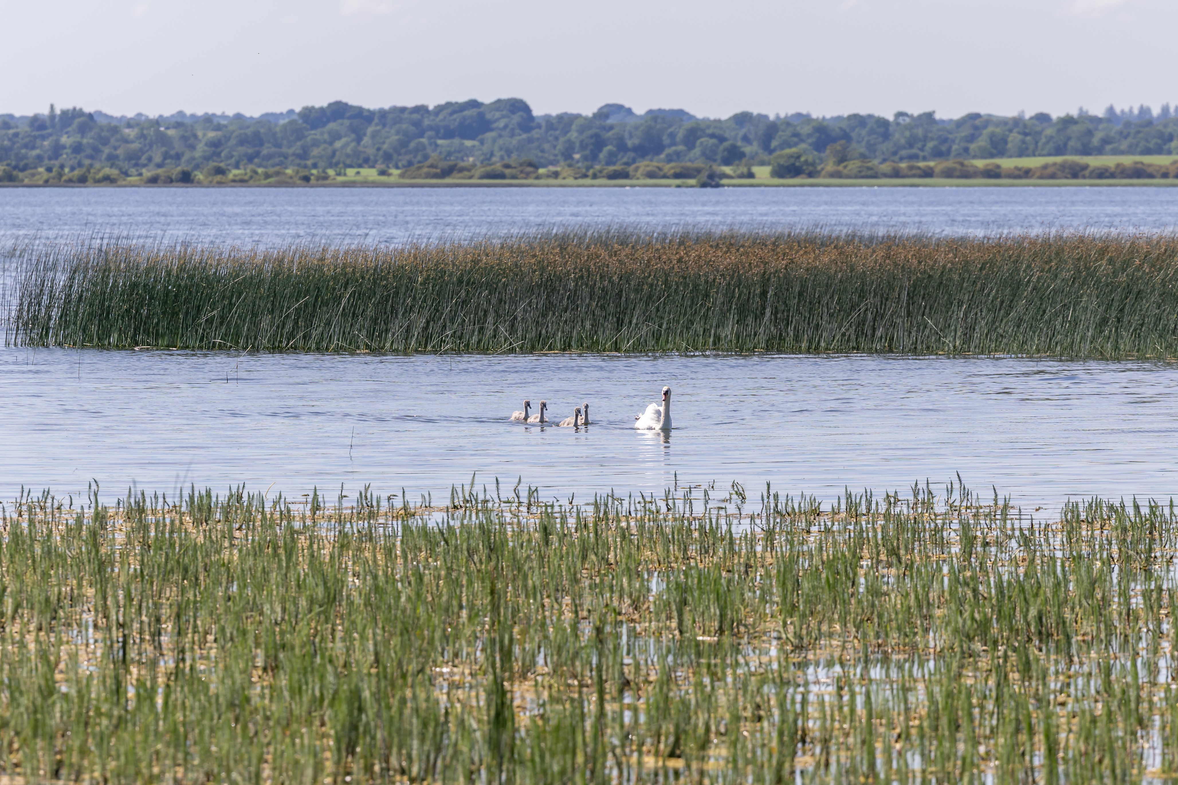 Lough Ennell