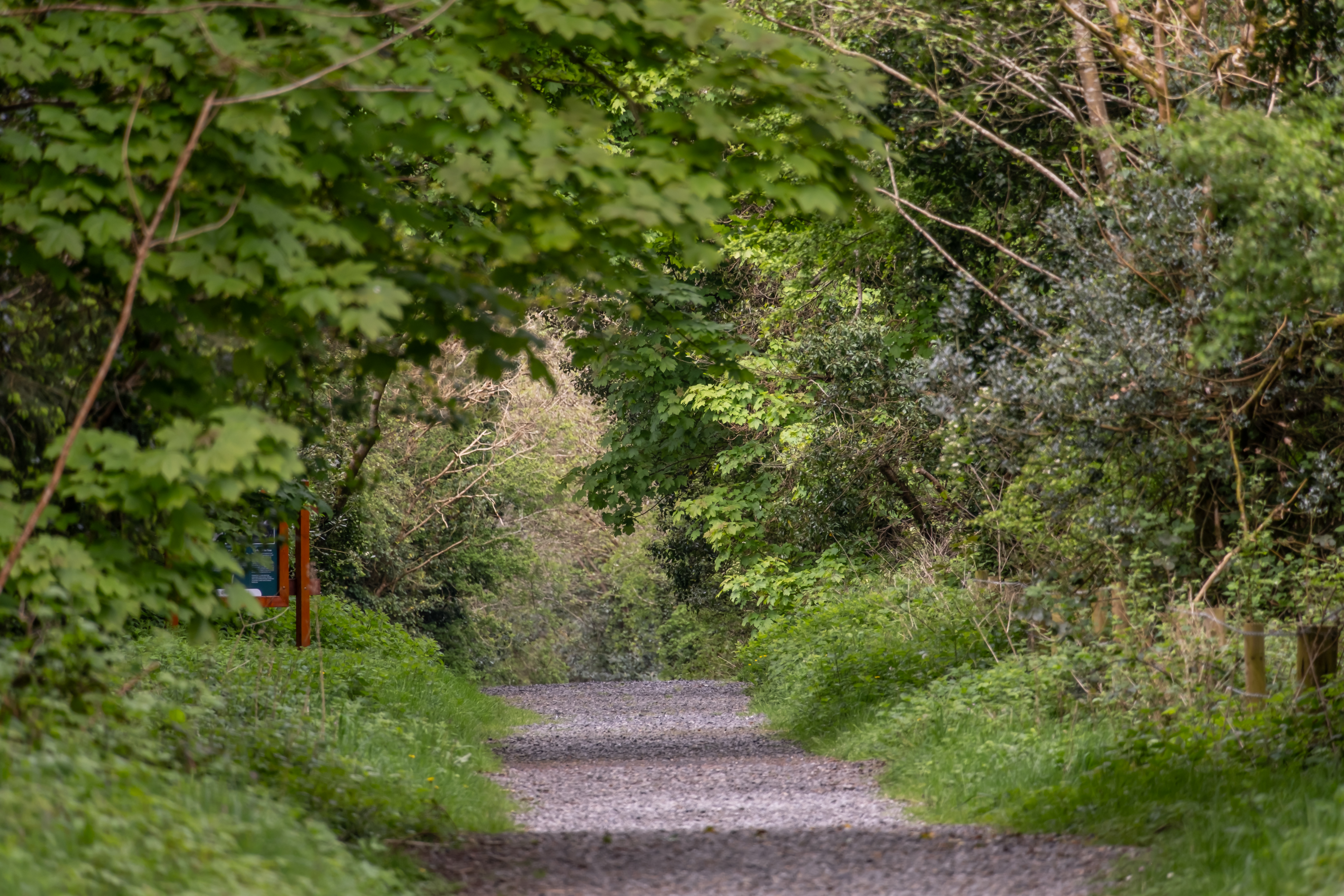 Milltownpass Bog & Woodland Trail