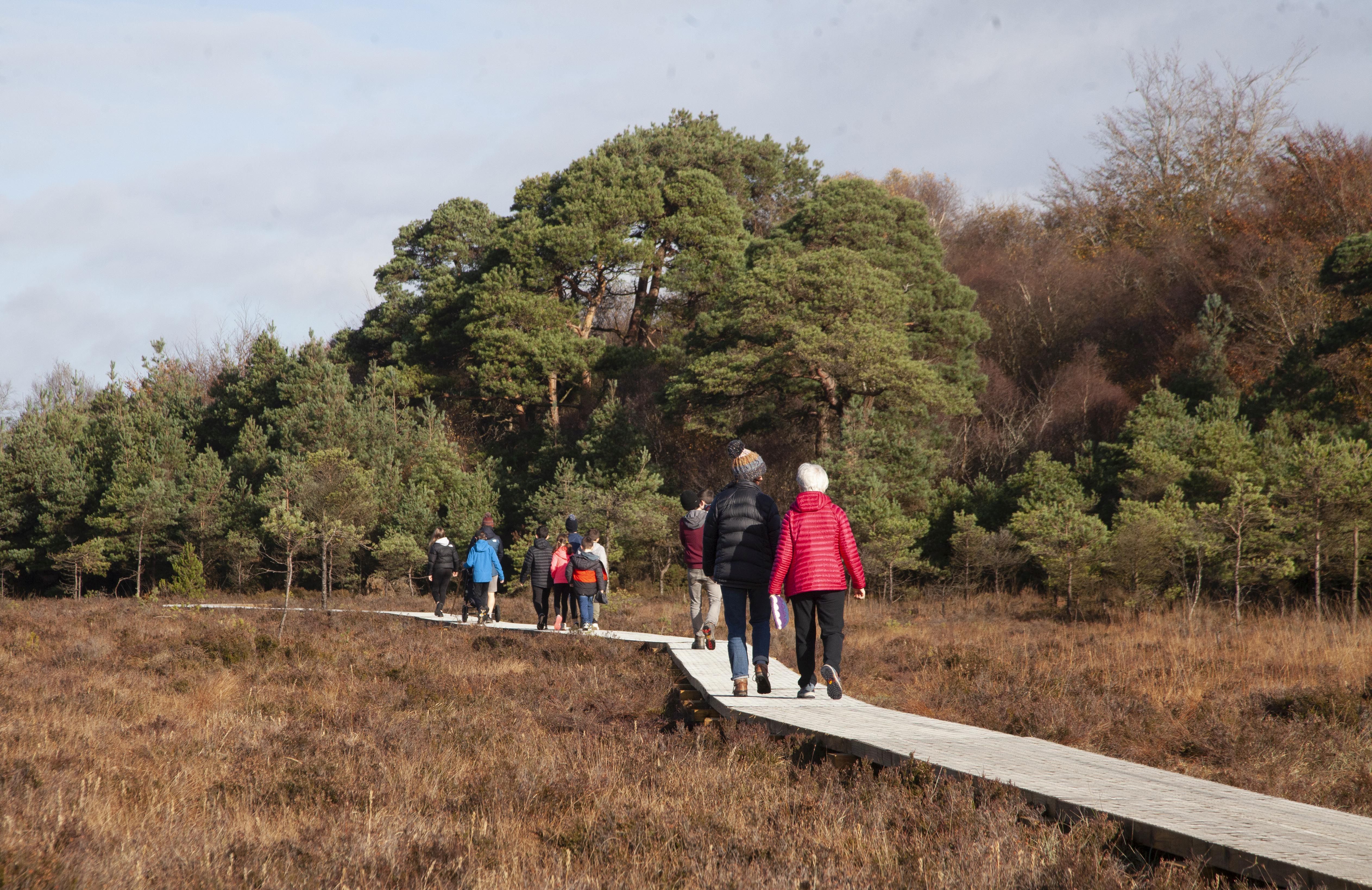 Cloncrow Bog and Village Trail Tyrrellspass 