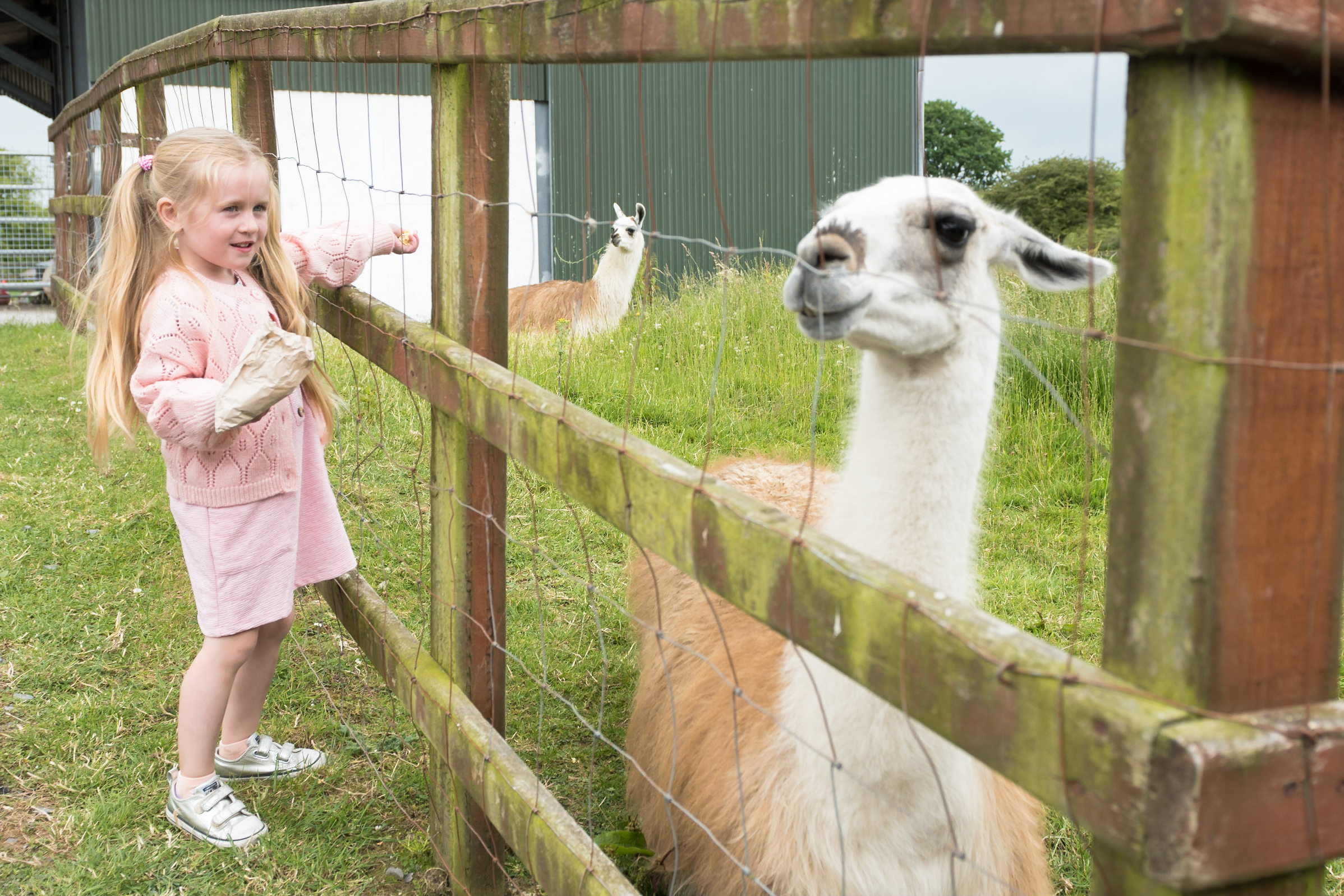 Mollie Moo's Pet Farm