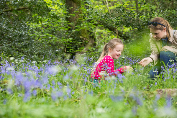 Portlick Millennium Forest